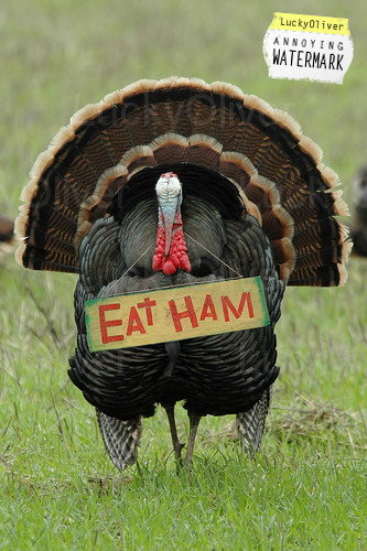 'Eat Ham' Turkey
